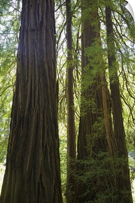 Redwoods In Muir Woods National Monument, Marin County, California