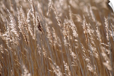 Reeds, Close Up