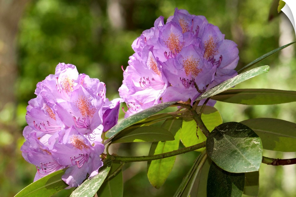 Rhododendron branches in bloom.