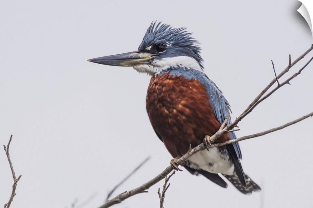Ringed Kingfisher (Megaceryle Torquata) Perched On Branch Facing Left; Mato Grotto Do Sol, Brazil