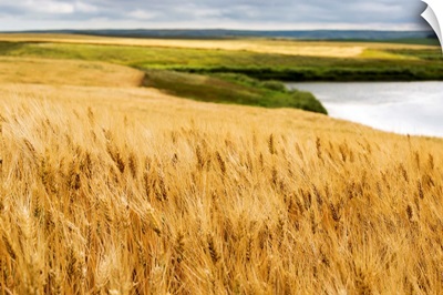 Ripe golden brown wheat field, Elkwater, Alberta, Canada