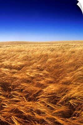 Ripening Wind-Blown Barley, Tiger Hills, Manitoba, Canada