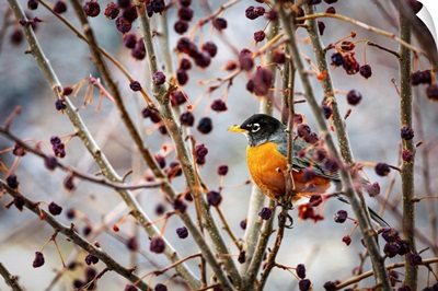Robin Sitting On An Apple Tree Branch With Dried Small Apples, Calgary, Alberta, Canada