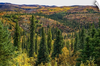 Rolling Hillsides Of Autumn Tundra, Denali National Park And Preserve, Alaska, USA
