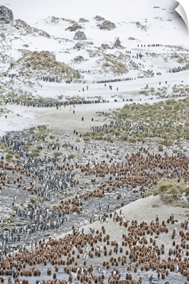 Rookery Of Hundreds Of King Penguins On The Beach Of South Georgia Island, Antarctica