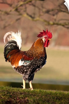 Rooster, Northumberland, England