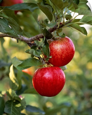 Royal Gala apples on the tree, Yakima Valley, Washington