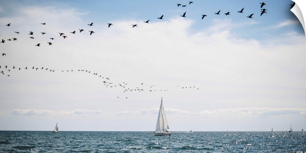 Sailboats cruise the waters of Lake Ontario as a flock of water birds take to the air, Toronto, Ontario, Canada.