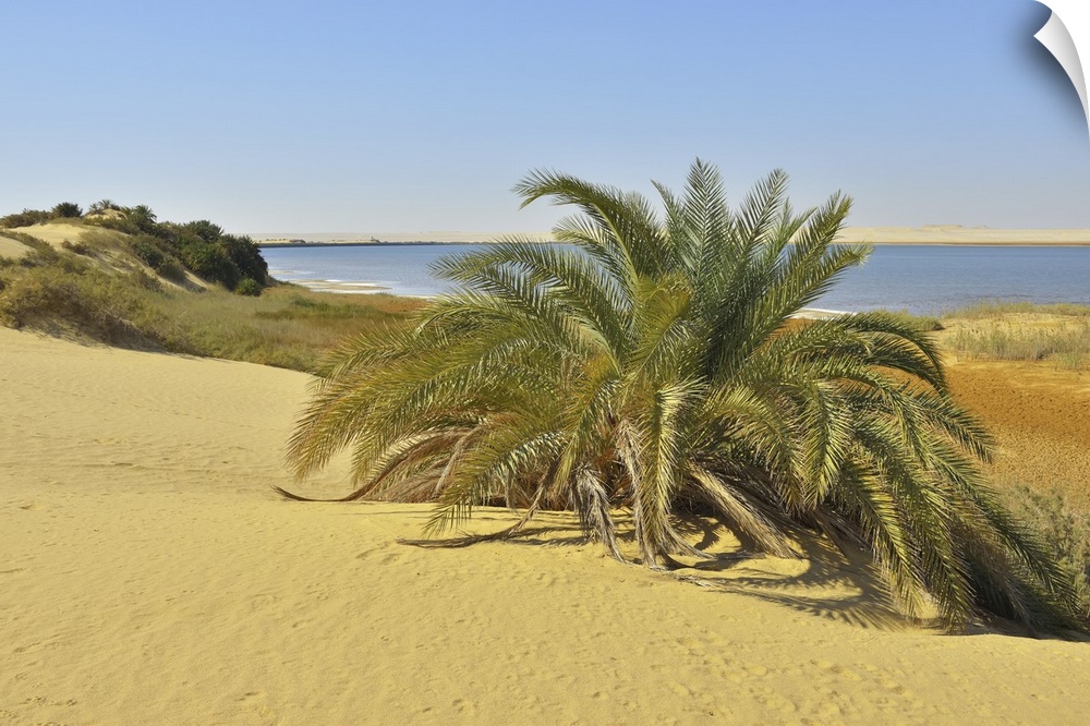Salt Lake and Date Palm in Desert, Matruh Governorate, Libyan Desert, Sahara Desert, Egypt, Africa