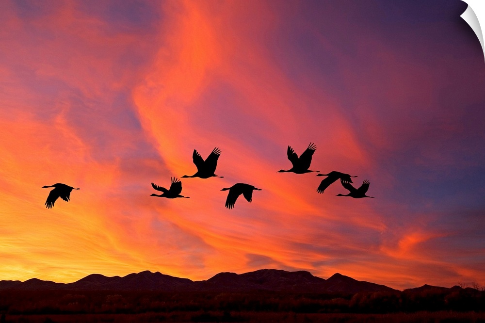 Shilhouetted flock of sandhill cranes flying in the fire-like sunset sky.