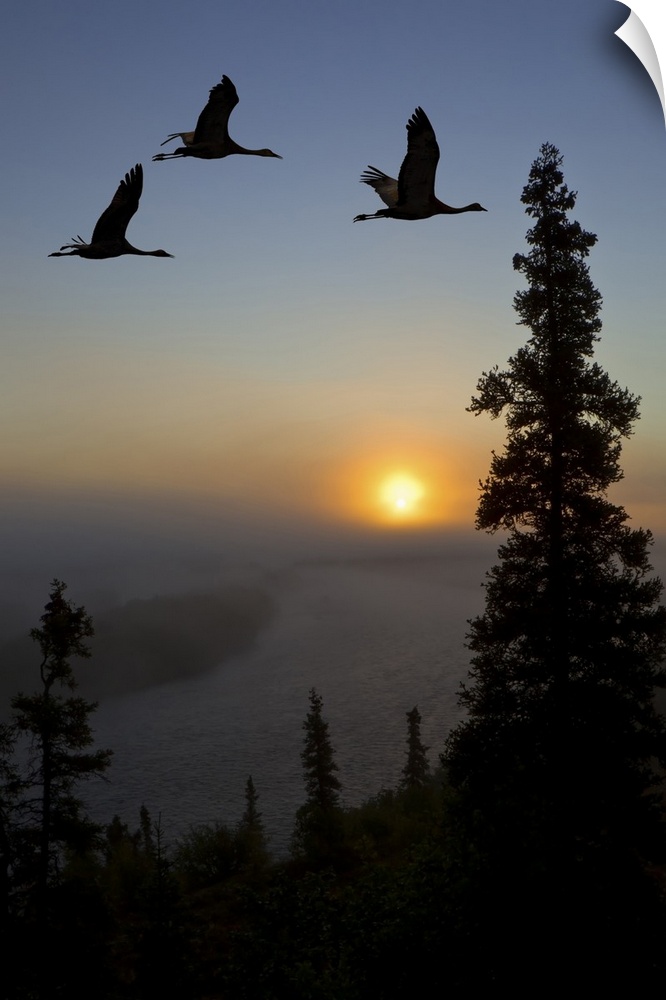Sandhill Cranes take flight at sunrise from their roosting area on top of a ridge to their feeding area near Kulik Lake, K...