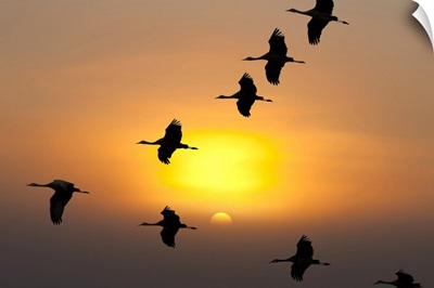 Sandhill Cranes take flight at sunrise near Kulik Lake,  Southwest Alaska