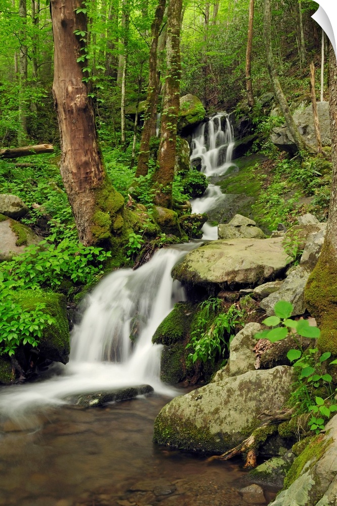 Scenic view of a Smoky Mountains waterfall and forest.