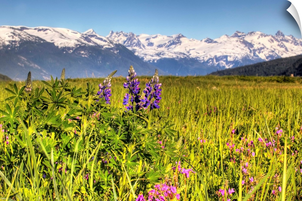 Scenic view of a wildflower meadow and mountains near Haines, Alaska during Summer