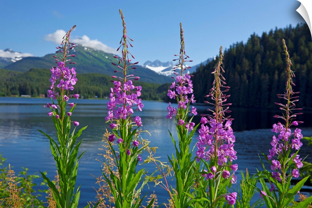Fireweed blooms along the shoreline of Auke Lake on a summer day, Auke Lake, Juneau, Alaska, Mendenhall Towers in the dist...