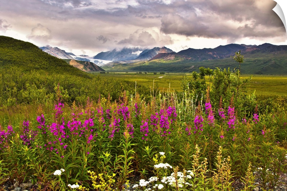 View of the Gulkana Glacier from the Richardson Highway with fireweed in the foreground.