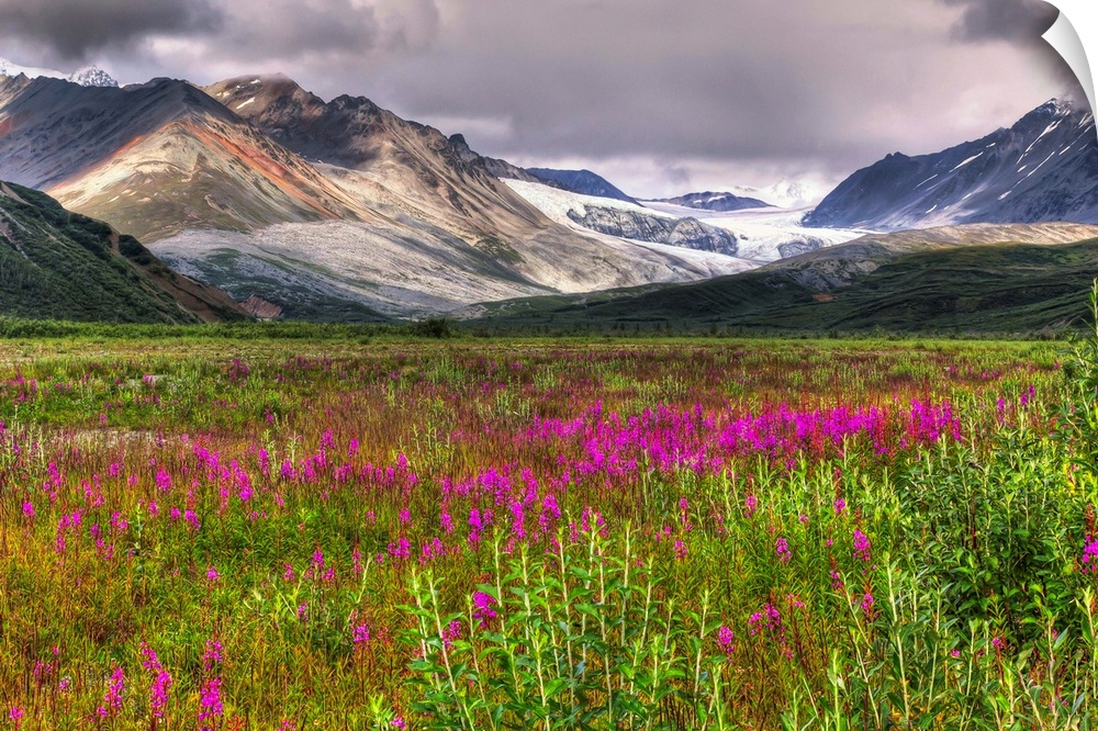 View of the Gulkana Glacier from the Richardson Highway with fireweed in the foreground and the Alaska Range in the backgr...