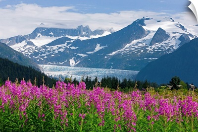 Scenic view of Mendenhall Glacier with Fireweed, Tongass National Forest