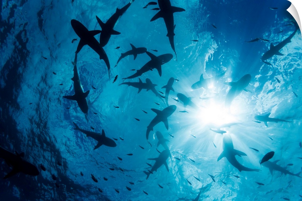 School of Grey reef sharks (Carcharhinus amblyrhynchos) at the surface of the water off the island of Yap, Yap, Micronesia.