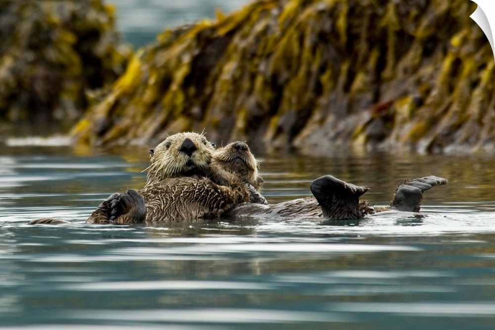 Sea Otter floating with pup in Orca Inlet, off Prince William Sound near Cordova, Southcentral Alaska, Summer