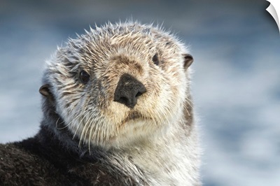 Sea Otter in Whittier, Alaska
