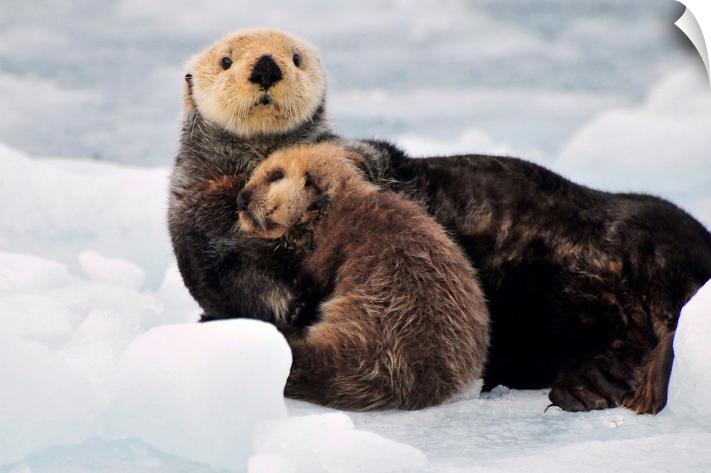 Sea Otter mother and pup rest on an ice floe at Harvard Glacier in Prince William Sound