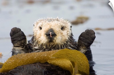 Sea Otter Rests Wrapped In Kelp Beds, Pacific Ocean, California