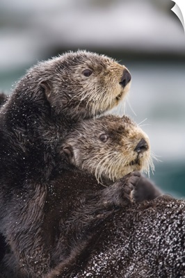 Sea Otters, Prince William Sound, Southcentral Alaska