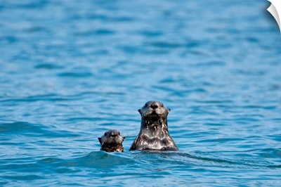 Sea otters swimming in the waters of Bristol Bay during Summer in Southwest, Alaska