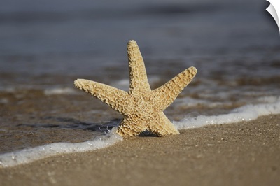 Sea Star On Beach, Maui, Hawaii, United States Of America