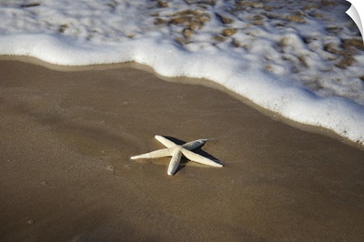 Sea Star Washes Ashore On A Beach, Maui, Hawaii, United States Of America