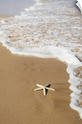 Sea Star Washes Ashore On Beach, Maui, Hawaii