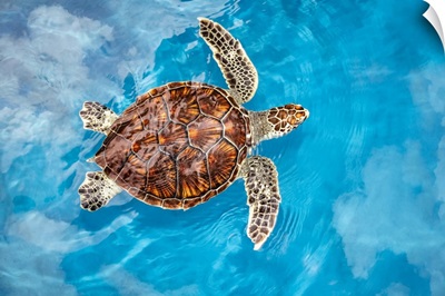Sea Turtle, Maui, Hawaii