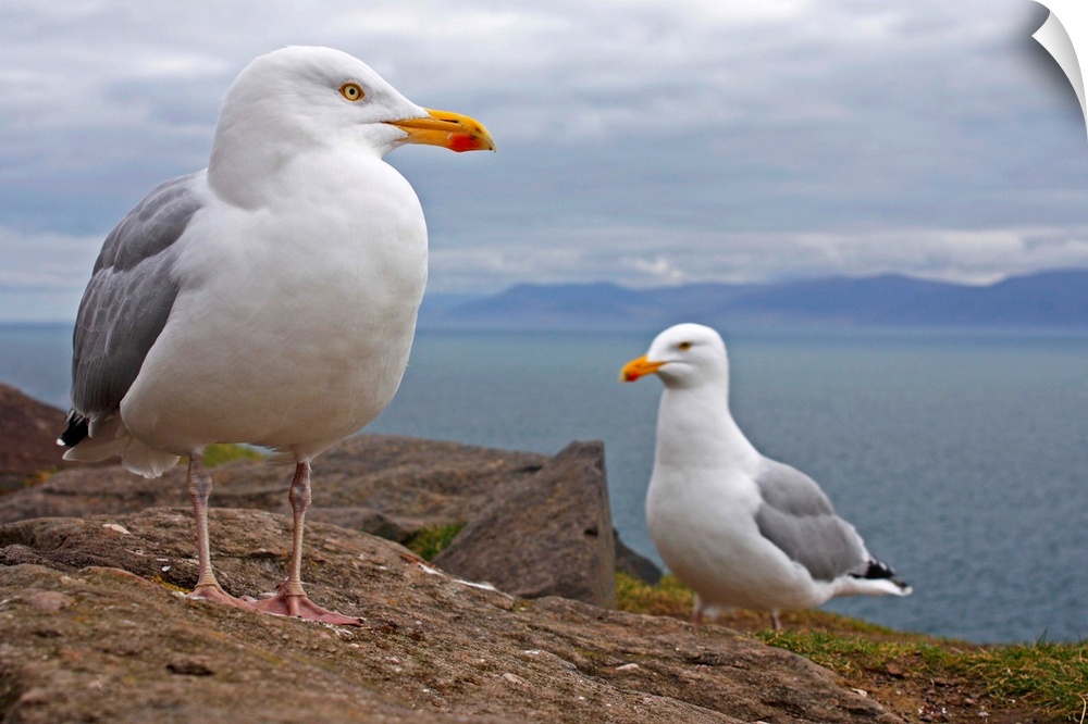 Seagulls On Slea Head On The Dingle Peninsula; County Kerry, Ireland