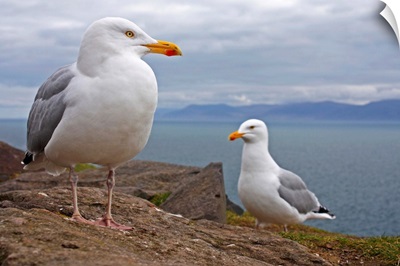 Seagulls On Slea Head On The Dingle Peninsula; County Kerry, Ireland