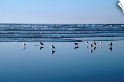 Seagulls Standing On The Shore As The Waves Roll In