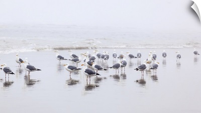 Seagulls Standing On The Wet Beach In The Surf, Cannon Beach, Oregon