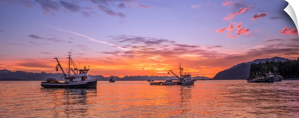 Seiners anchored in Amalga Harbor at sunset awaiting a commercial salmon opening, Southeast Alaska; Juneau, Alaska, United...