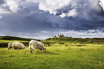 Sheep And Dunstanburgh Castle, Northumberland, Northumbria, England, United Kingdom