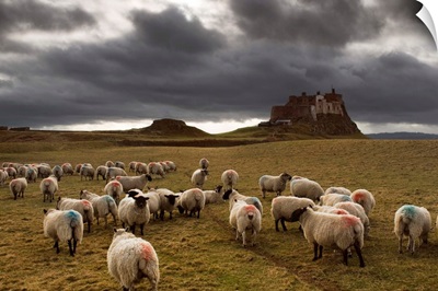 Sheep Grazing By Lindisfarne Castle, Berwick-Upon-Tweed, Northumberland, England