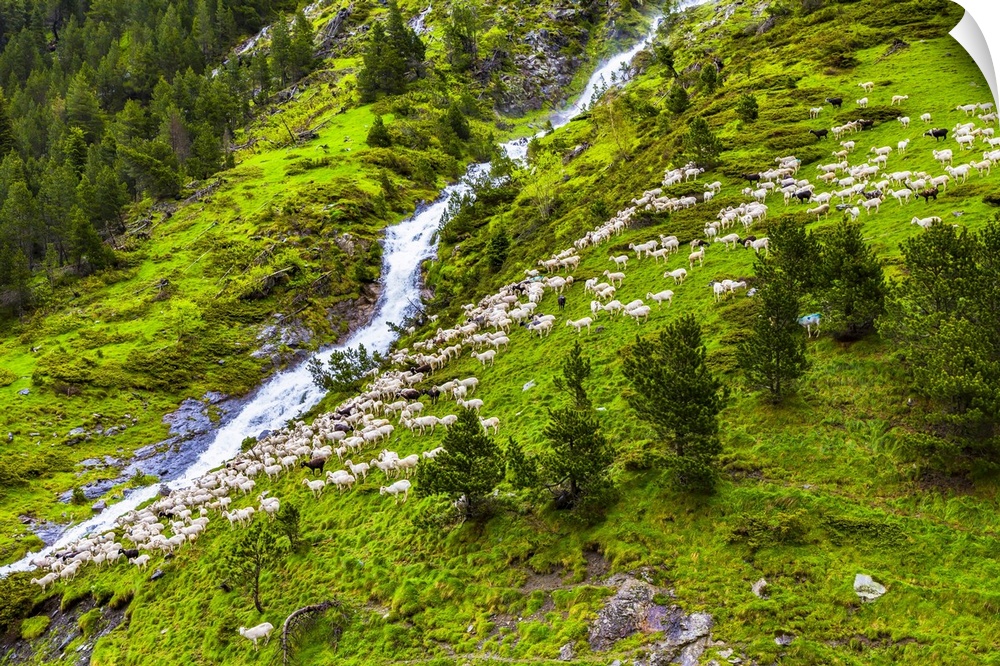 Sheep in the upper valley of Aure in the Bielsa Valley, Pyrenees, France.