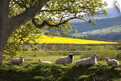 Sheep Laying On The Grass Under A Tree, Northumberland, England