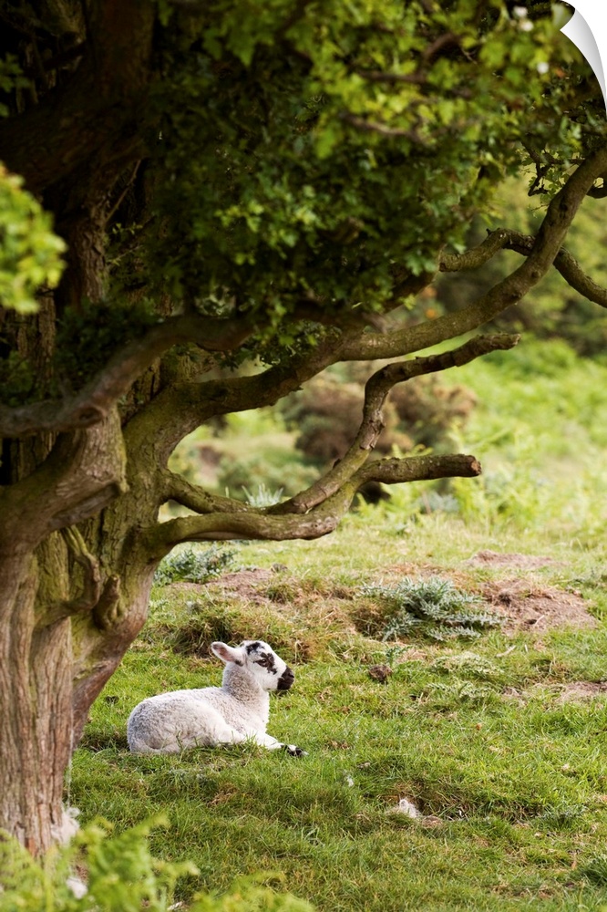 Sheep Lying Under Tree