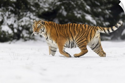 Siberian Tiger In Winter, Czech Republic