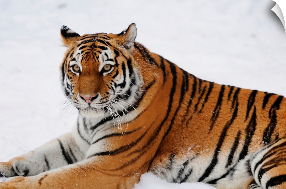 Siberian tiger (Panthera tigris altaica) in wintertime in a Zoo, Germany