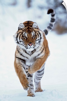 Siberian Tiger Running In The Snow