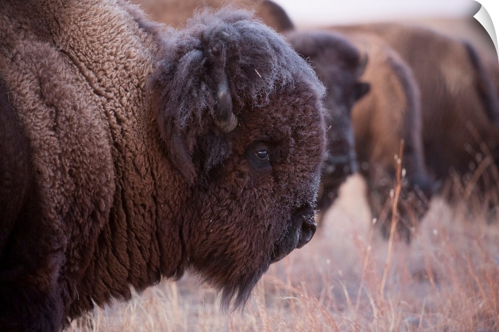 Close-up of the side view of a bison head on a grazing on a field at a ranch near valentine, Nebraska, USA. Valentine, Neb...