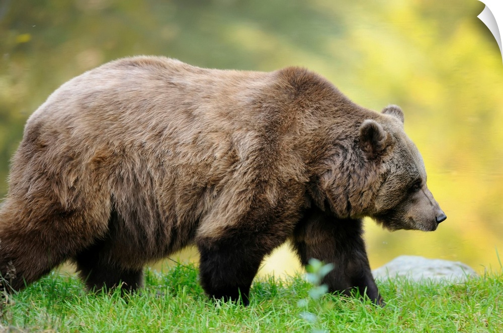 Side View of European Brown Bear (Ursus arctos arctos) Walking, Bavarian Forest National Park, Bavaria, Germany