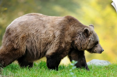 Side View Of European Brown Bear, Bavarian Forest National Park, Bavaria, Germany
