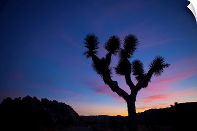 Silhouette Of A Joshua Tree In Front Of Sunset, Joshua Tree National Park, California